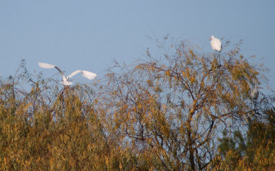 Spread Your Wings