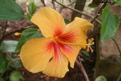 Must have the mandatory flower pic