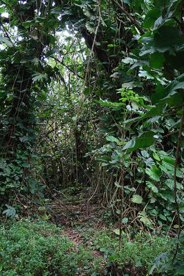 Welcome to the jungle