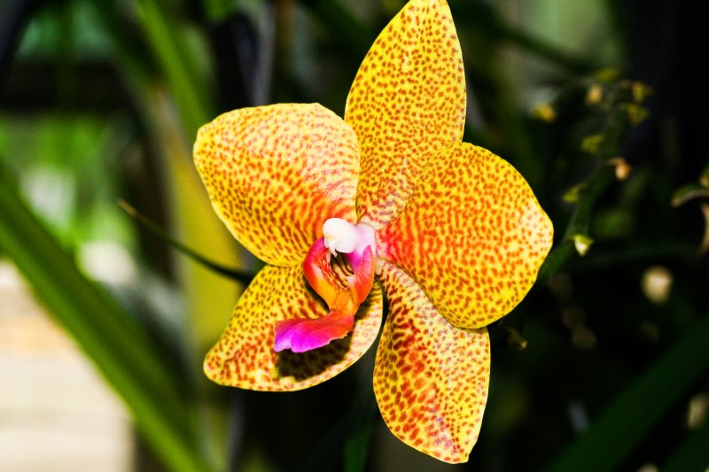 Orchid I.jpg