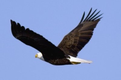 Wabasha Eagle.jpg