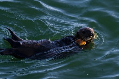 Warf Otter I.jpg