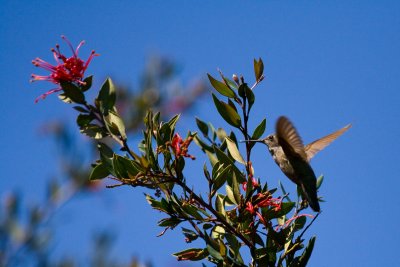 Hummingbird I.jpg