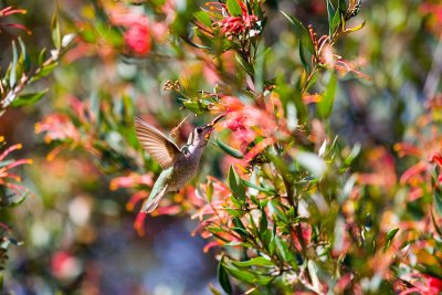Hummingbird II.jpg