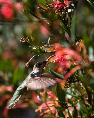 Hummingbird IV.jpg