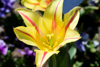 Tulip I - M.jpg