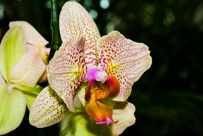 Orchid II.jpg