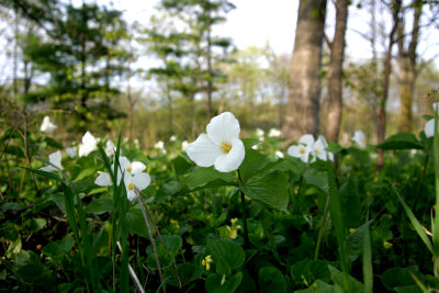 Trillium