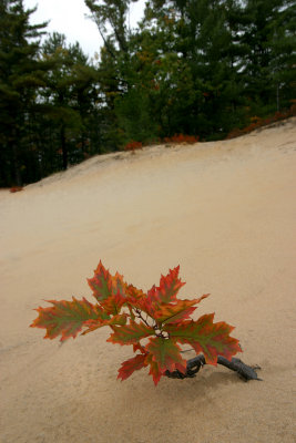 Baby Oak