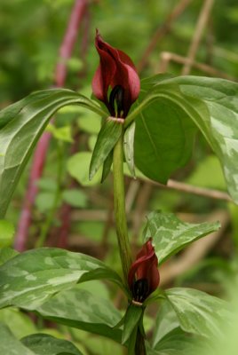 Prarie Trillium (Trillium recurvatum)