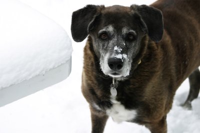 Angel In The Snow