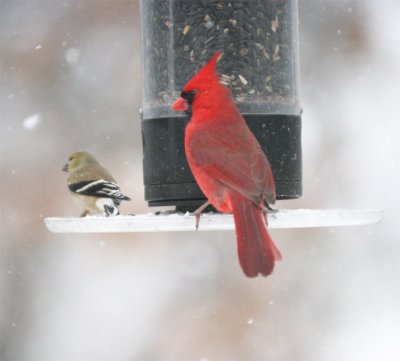 Cardinal-&-Am-Goldfinch