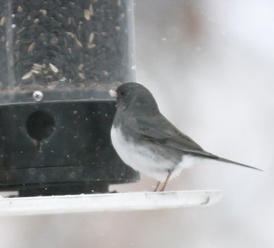 Dark-Eyed-Junco---Slate-colored