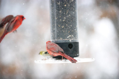 Incoming-Cardinal