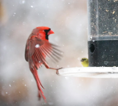Landing-Cardinal