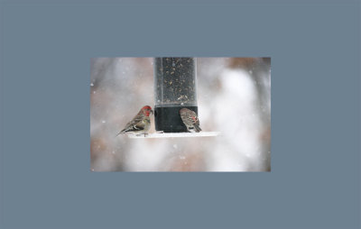 Purple & American Gold Finches