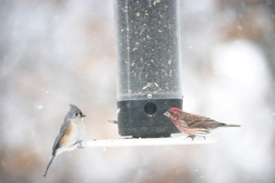 Feeder Birds during a Feb Snow