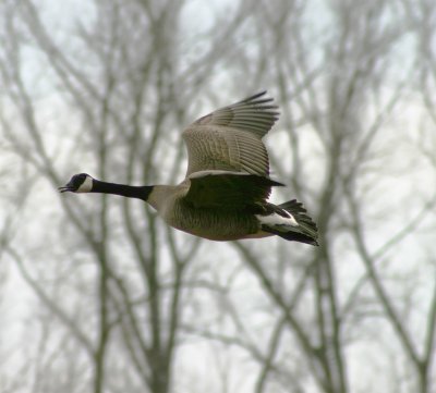 Giant Canada Geese