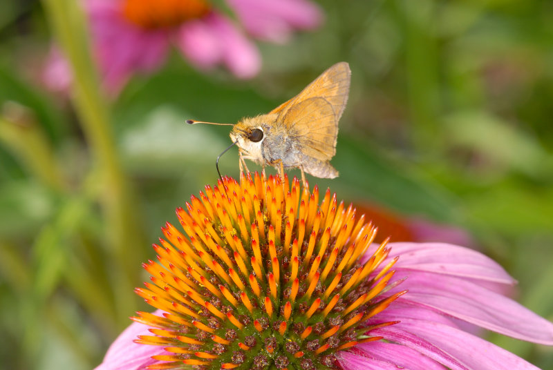 Skipper