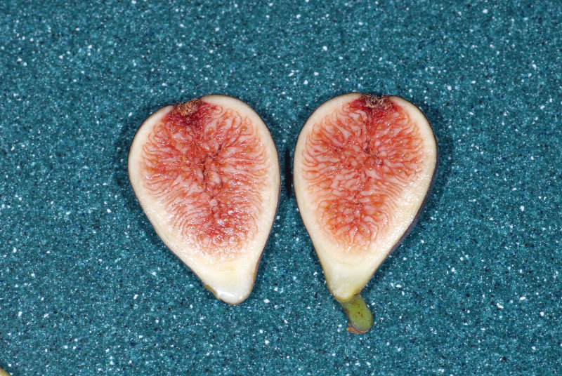 2007 Main Crop