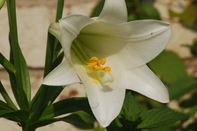 wild_lily_007.jpg