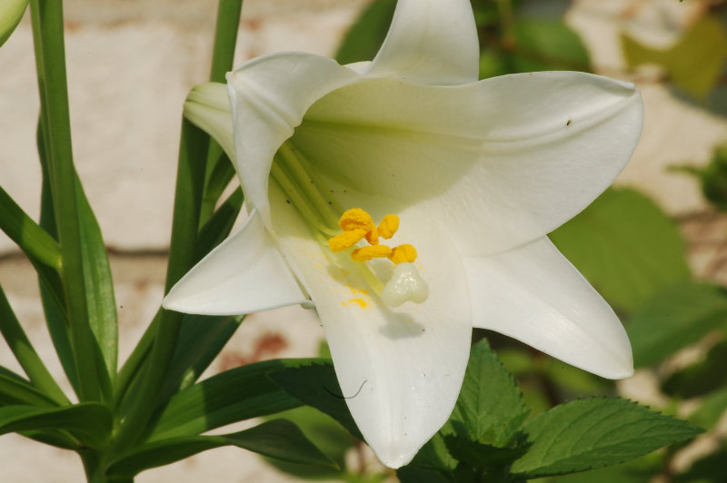 wild_lily_008.jpg