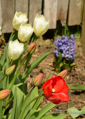 Mixed Flowers 20130427 433 Tulip  Hyacinth.JPG