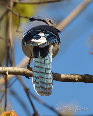 Bluejay (2)