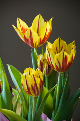 Easter Tulips DSC_0509.jpg