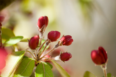 bushes-branches-trees-berries-greenery