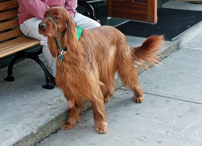 Newport Dogs --2.jpg