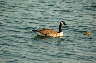 Newport Birds - Canadien Geese --1.jpg
