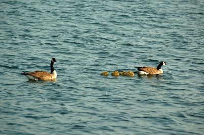 Newport Birds - Canadien Geese --2.jpg