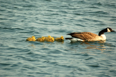 Newport Birds - Canadien Geese --3.jpg