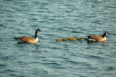 Newport Birds - Canadien Geese --4.jpg
