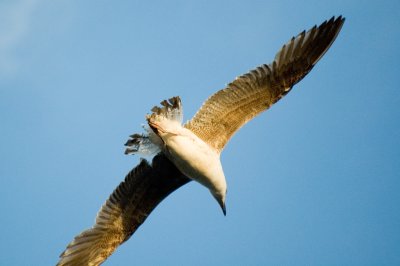 Newport Birds --02.jpg