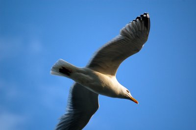 Newport Birds --08.jpg