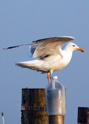 Newport Birds --11.jpg