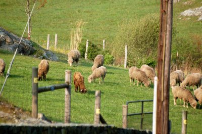 Sheep at Newport --01.jpg