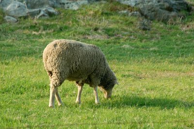Sheep at Newport --03.jpg