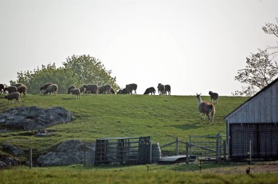 Sheep at Newport --06.jpg
