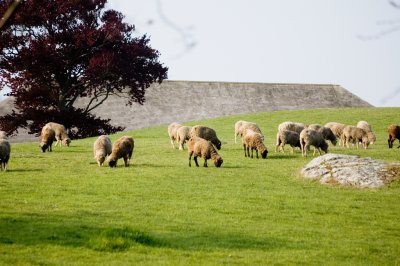 Sheep at Newport --08.jpg
