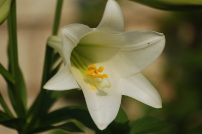 Sigma 70-300 Wild Lily Macro Test