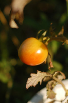 Miniature_Plum_Tomato.jpg