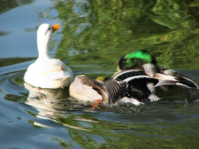 Mallard Ducks (Anas platyrhynchos) fighting
