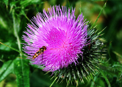 hoverfly on thistle