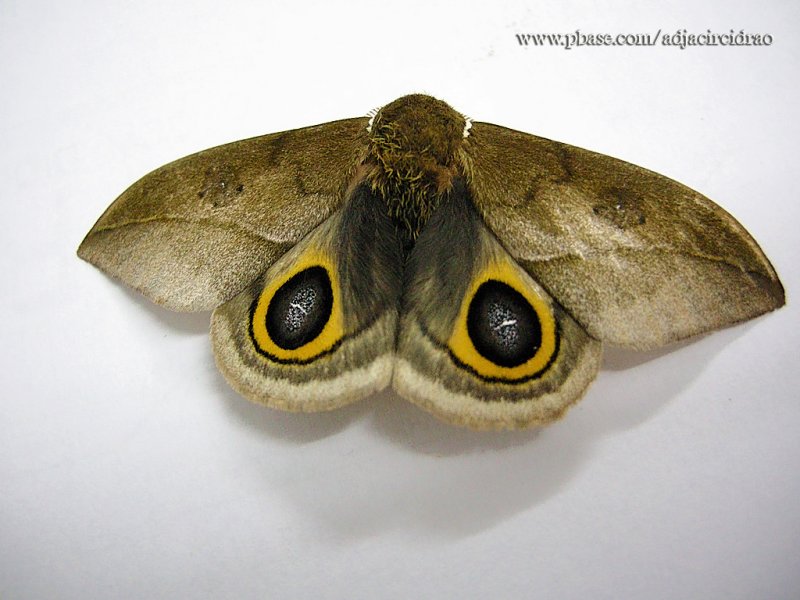 Borboleta Olho