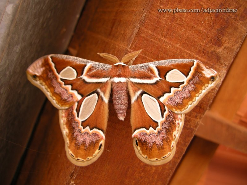 Borboleta Camuflada