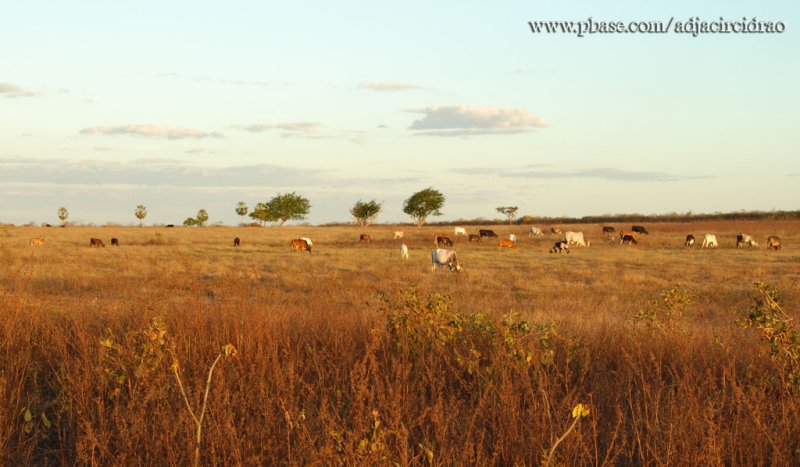 Gado no pasto