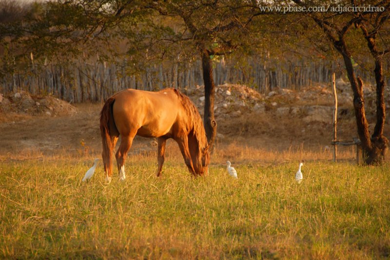 Cavalo e Garas, Fazenda